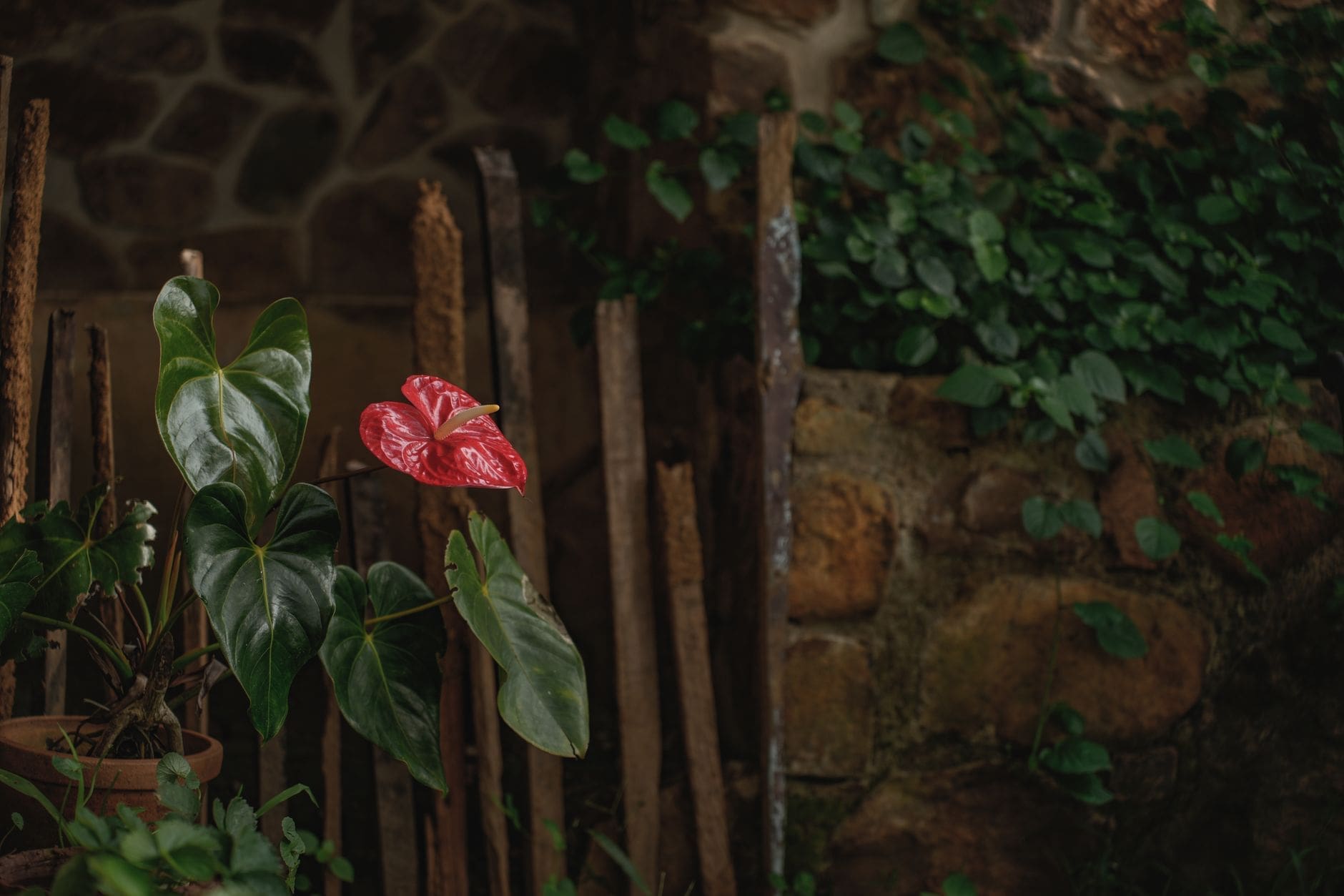 Japanese knotweed growing near a brick wall in a garden
